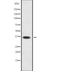 Invitrogen LDHAL6A Polyclonal Antibody 100 &mu;L; Unconjugated:Antibodies,