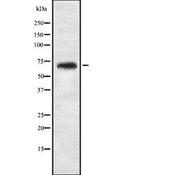 Invitrogen NBPF4 Polyclonal Antibody 100 &mu;L; Unconjugated:Antibodies,