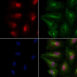 Invitrogen PSPC1 Polyclonal Antibody 100 &mu;L | Buy Online | Invitrogen&trade; | Fisher Scientific