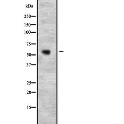 Invitrogen PSPC1 Polyclonal Antibody 100 &mu;L | Buy Online | Invitrogen&trade; | Fisher Scientific