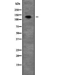 Invitrogen PEX1 Polyclonal Antibody 100 &mu;L; Unconjugated:Antibodies,