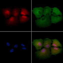 Invitrogen EPB41 Polyclonal Antibody 100 &mu;L; Unconjugated:Antibodies,