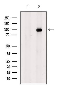 Invitrogen EPB41 Polyclonal Antibody 100 &mu;L; Unconjugated:Antibodies,