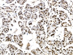 Invitrogen PDP2 Polyclonal Antibody 100 &mu;L; Unconjugated:Antibodies,