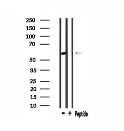 Invitrogen PDP2 Polyclonal Antibody 100 &mu;L; Unconjugated:Antibodies,