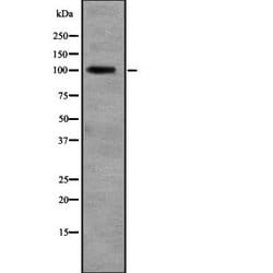 Invitrogen RALGDS Polyclonal Antibody 100 &mu;L; Unconjugated:Antibodies,