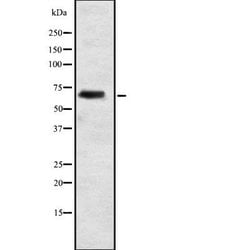 Invitrogen ELL2 Polyclonal Antibody 100 &mu;L; Unconjugated:Antibodies,