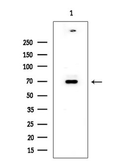Invitrogen RIOK2 Polyclonal Antibody 100 &mu;L; Unconjugated:Antibodies,