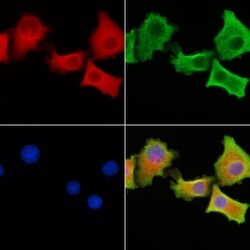 Invitrogen SLC34A2 Polyclonal Antibody 100 &mu;L; Unconjugated:Antibodies,