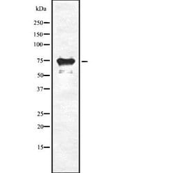Invitrogen SLC34A2 Polyclonal Antibody 100 &mu;L; Unconjugated:Antibodies,