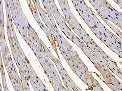 Invitrogen GPSN2 Polyclonal Antibody 100 &mu;L; Unconjugated:Antibodies,