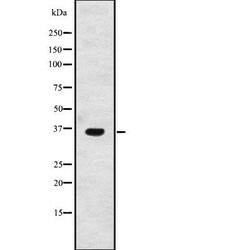 Invitrogen GPSN2 Polyclonal Antibody 100 &mu;L; Unconjugated:Antibodies,