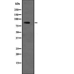 Invitrogen USP1 Polyclonal Antibody 100 &mu;L | Buy Online | Invitrogen&trade; | Fisher Scientific