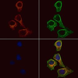 Invitrogen UBE2D3 Polyclonal Antibody 100 &mu;L; Unconjugated:Antibodies,