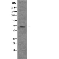 Invitrogen VPS4B Polyclonal Antibody 100 &mu;L | Buy Online | Invitrogen&trade; | Fisher Scientific