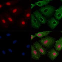 Invitrogen APR3 Polyclonal Antibody 100 &mu;L; Unconjugated:Antibodies,
