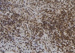 Invitrogen APR3 Polyclonal Antibody 100 &mu;L; Unconjugated:Antibodies,
