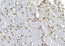 Invitrogen APR3 Polyclonal Antibody 100 &mu;L; Unconjugated:Antibodies,