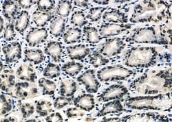 Invitrogen APR3 Polyclonal Antibody 100 &mu;L; Unconjugated:Antibodies,