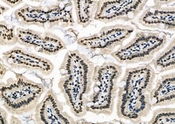 Invitrogen APR3 Polyclonal Antibody 100 &mu;L; Unconjugated:Antibodies,