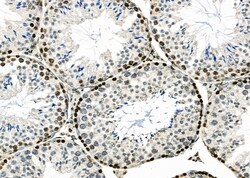 Invitrogen APR3 Polyclonal Antibody 100 &mu;L; Unconjugated:Antibodies,