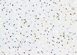 Invitrogen APR3 Polyclonal Antibody 100 &mu;L; Unconjugated:Antibodies,