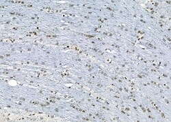 Invitrogen APR3 Polyclonal Antibody 100 &mu;L; Unconjugated:Antibodies,