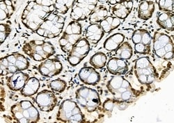 Invitrogen APR3 Polyclonal Antibody 100 &mu;L; Unconjugated:Antibodies,