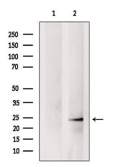Invitrogen APR3 Polyclonal Antibody 100 &mu;L; Unconjugated:Antibodies,