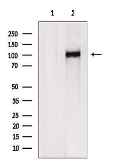 Invitrogen PPP1R13B Polyclonal Antibody 100 &mu;L; Unconjugated:Antibodies,