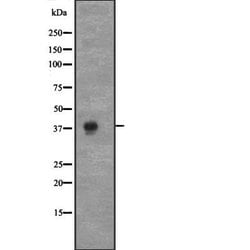 Invitrogen Cyclin C Polyclonal Antibody 100 &mu;L; Unconjugated:Antibodies,