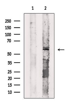 Invitrogen Cyclin L2 Polyclonal Antibody 100 &mu;L; Unconjugated:Antibodies,