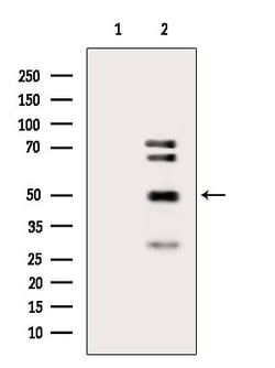 Invitrogen Cyclin L2 Polyclonal Antibody 100 &mu;L; Unconjugated:Antibodies,