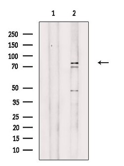 Invitrogen Cyclin T2 Polyclonal Antibody 100 &mu;L; Unconjugated:Antibodies,