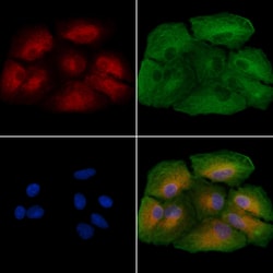 Invitrogen Cyclin Y Polyclonal Antibody 100 &mu;L; Unconjugated:Antibodies,