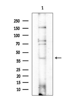 Invitrogen Cyclin Y Polyclonal Antibody 100 &mu;L; Unconjugated:Antibodies,