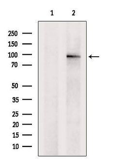 Invitrogen CD97 Polyclonal Antibody 100 &mu;L; Unconjugated:Antibodies,
