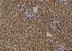 Invitrogen CENPF Polyclonal Antibody 100 &mu;L; Unconjugated:Antibodies,