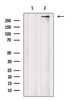 Invitrogen CENPF Polyclonal Antibody 100 &mu;L; Unconjugated:Antibodies,