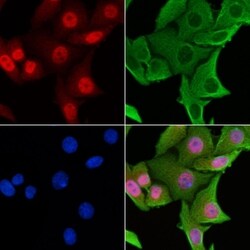 Invitrogen CENPL Polyclonal Antibody 100 &mu;L; Unconjugated:Antibodies,