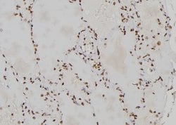 Invitrogen CENPL Polyclonal Antibody 100 &mu;L; Unconjugated:Antibodies,