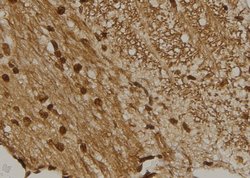 Invitrogen CENPM Polyclonal Antibody 100 &mu;L; Unconjugated:Antibodies,