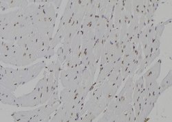 Invitrogen CENPN Polyclonal Antibody 100 &mu;L; Unconjugated:Antibodies,