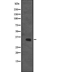 Invitrogen CENPO Polyclonal Antibody 100 &mu;L; Unconjugated:Antibodies,