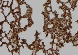 Invitrogen CENPT Polyclonal Antibody 100 &mu;L; Unconjugated:Antibodies,