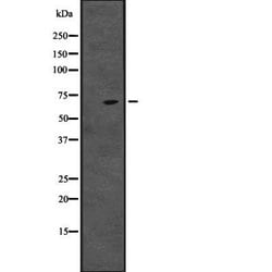 Invitrogen CENPT Polyclonal Antibody 100 &mu;L; Unconjugated:Antibodies,