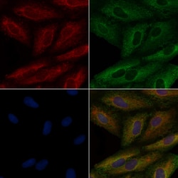Invitrogen CYLC1 Polyclonal Antibody 100 &mu;L; Unconjugated:Antibodies,