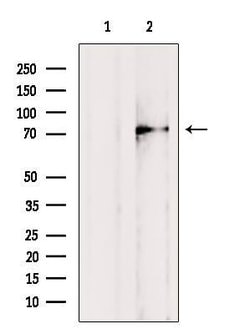Invitrogen CYLC1 Polyclonal Antibody 100 &mu;L; Unconjugated:Antibodies,