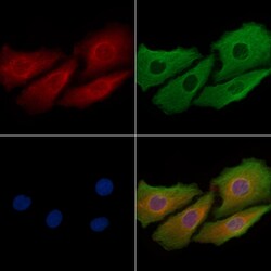 JLP Polyclonal Antibody, Invitrogen&trade;