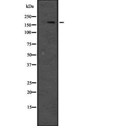 JLP Polyclonal Antibody, Invitrogen&trade;